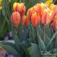 Подробное описание цветков и плодов тюльпана Тюльпан обыкновенный