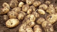 Rane sorte krompira - opšte informacije