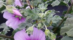 Menumbuhkan lavatera: fitur perbanyakan dan aturan merawat bunga di tanah terbuka