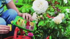 Perawatan musim gugur untuk mawar taman: cara mempersiapkan bunga dengan benar untuk musim dingin
