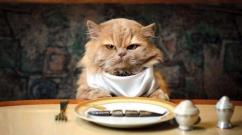 Šta učiniti ako mačka više ne jede suhu hranu?