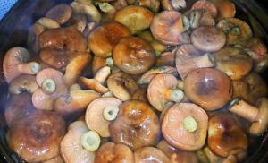 Кулинарные секреты, как мариновать грибы рыжики на зиму в банках – самый вкусный и простой пошаговый рецепт