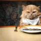 Apa yang harus dilakukan jika kucing tidak lagi makan makanan kering?