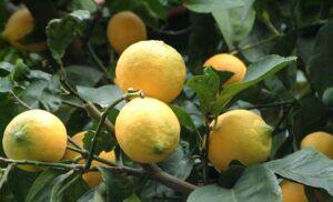 Osnovna pravila za sadnju i uzgoj biljaka citrusa