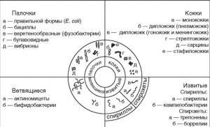 Морфология микроорганизмов