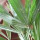 De ce frunzele de palmier de interior se îngălbenesc și cad?