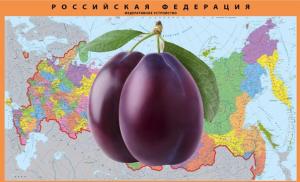 Cultivarea prunelor în Siberia: cele mai bune soiuri și reguli de îngrijire