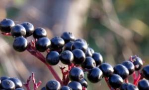 Elderberry: jenis dan varietas, perawatan dan budidaya