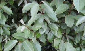 Eleven angustifolia - Arborele Jida: întregul adevăr despre măslinul sălbatic