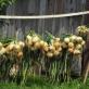 Bawang: menanam dan merawat Cara menanam bawang bombay yang baik dari nigella