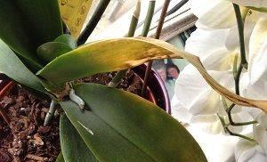 Este posibil să reanimați o orhidee dacă rădăcinile au putrezit?