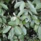 Eleven angustifolia - Pohon Jida: seluruh kebenaran tentang zaitun liar