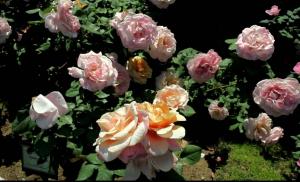 Opis najboljih sorti ruža: klasifikacija, fotografije