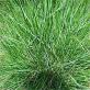Padang rumput berliku, atau tombak berliku (Deschampsia flexuosa) Cara tanaman berkembang biak