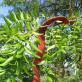 Gleditschia (Gleditschia triacanthos L