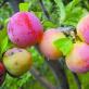 Varietas cherry plum terbaik untuk Siberia