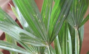 Zašto lišće palmi požuti i otpada?