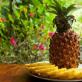 Kako raste ananas: sve što ste želeli da znate o egzotičnom voću