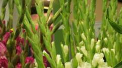 Plantarea gladiolelor și îngrijirea plantei în teren deschis Prevenirea simplă a bolilor