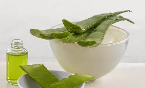 Aloe și aloe vera: proprietăți medicinale și contraindicații, rețete acasă