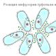 Struktur dan reproduksi sandal ciliata