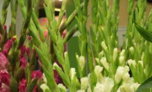 Menanam gladioli dan merawat tanaman di lahan terbuka Pencegahan penyakit sederhana