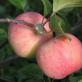 Varietas pohon apel Sverdlovsk Awal dan fitur berbuah