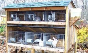 Кролики: разведение, выращивание, кормление Способы содержания кроликов в домашних условиях