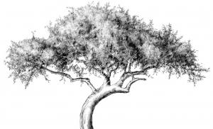 Cara menggambar pohon dengan pensil Menggambar pohon gadis dengan pensil
