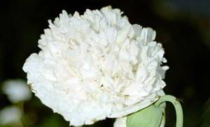 Poppy: penanaman dan perawatan, jenis dan varietas, foto Varietas bunga poppy abadi