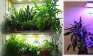 Iluminat pentru plante de interior: modul corect de lumină