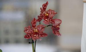 Povestea unei flori: secretele orhideei incomparabile