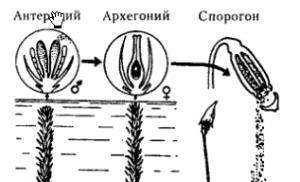 Жизненный цикл мхов: последовательность стадий Жизненный цикл кукушкиного льна