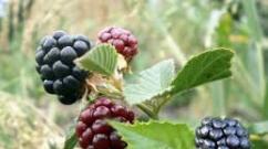 Tabib herbal di taman - blackberry: penanaman dan perawatan