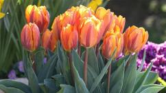 Penjelasan rinci tentang bunga dan buah tulip