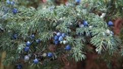 Juniper Biasa (Veres) – Juniperus communis L