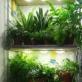 Pencahayaan untuk tanaman dalam ruangan: mode pencahayaan yang benar