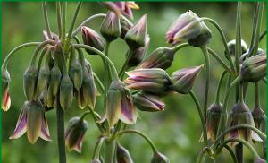 Ceapa ornamentală - plantarea și îngrijirea alliumului, recomandări pentru creștere