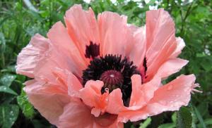 Poppy di kebun: penanaman, perawatan dan budidaya