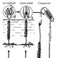 Жизненный цикл мхов: последовательность стадий Жизненный цикл кукушкиного льна