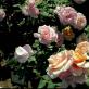 Deskripsi varietas mawar terbaik: klasifikasi, foto