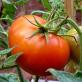 Cara menyemprot tomat setelah hujan Kapan sebaiknya menyemprot tanaman pada pagi atau sore hari