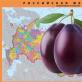 Cultivarea prunelor în Siberia: cele mai bune soiuri și reguli de îngrijire