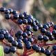 Elderberry: jenis dan varietas, perawatan dan budidaya