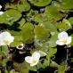 Tanaman untuk kolam taman Tanaman air dengan bunga besar
